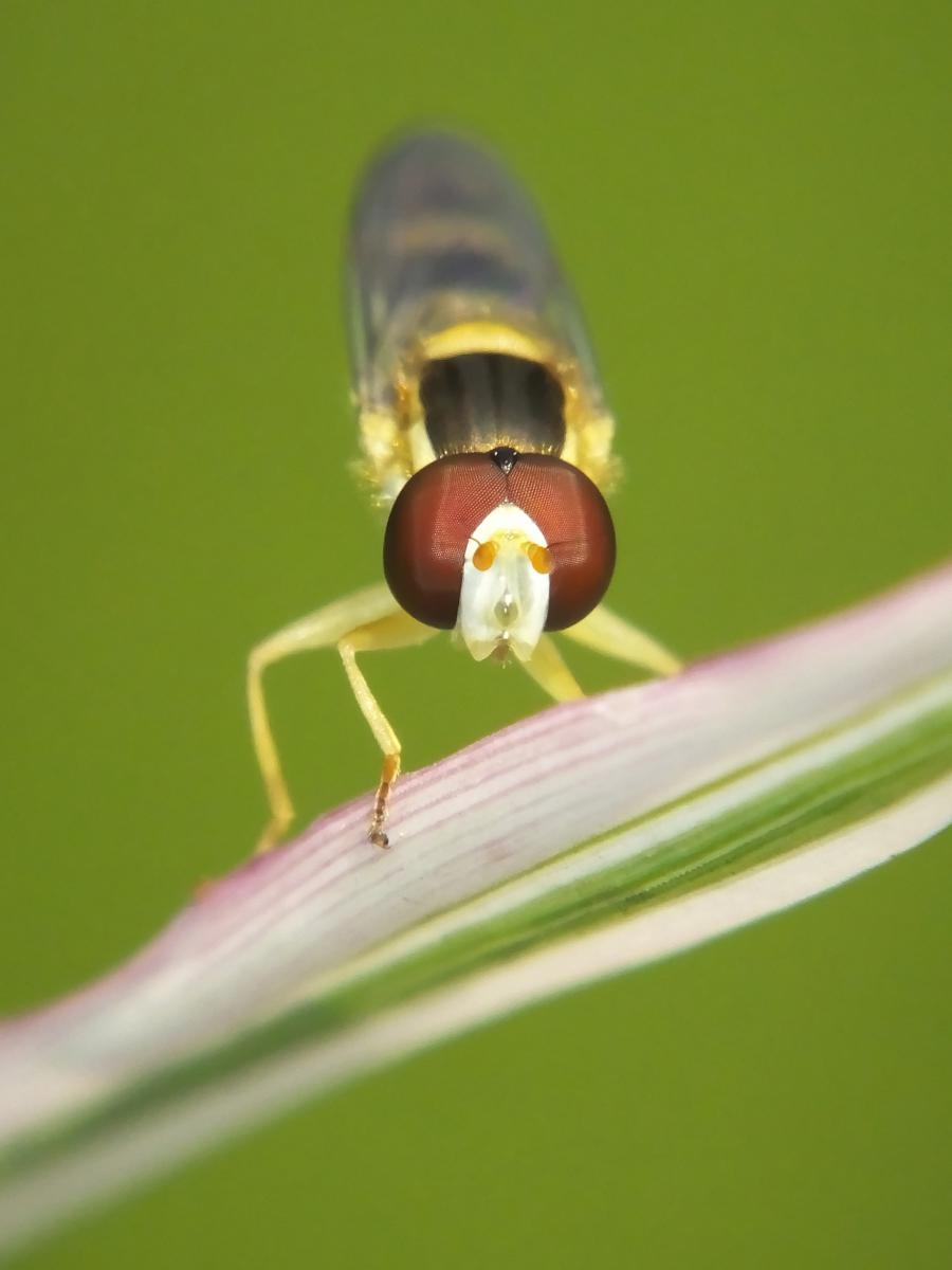 Koncz-Bisztricz Tamás