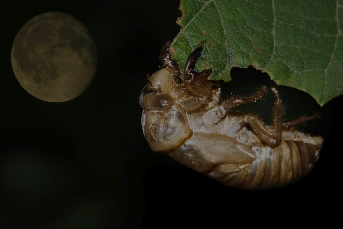 Koncz-Bisztricz Tamás