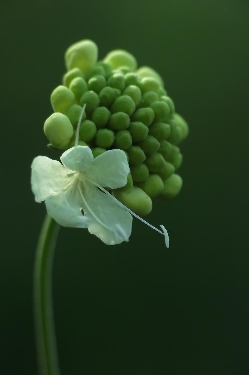 Kovács-Udvari Judit