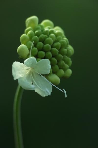 Vajszínű ördögszem