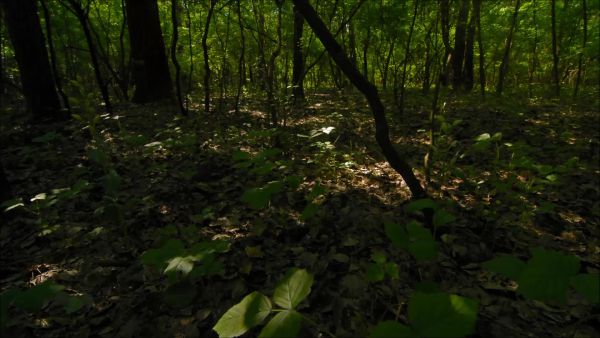 Fények vándorlása