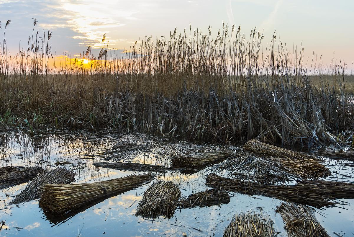 Gaál Zoltán Péter
