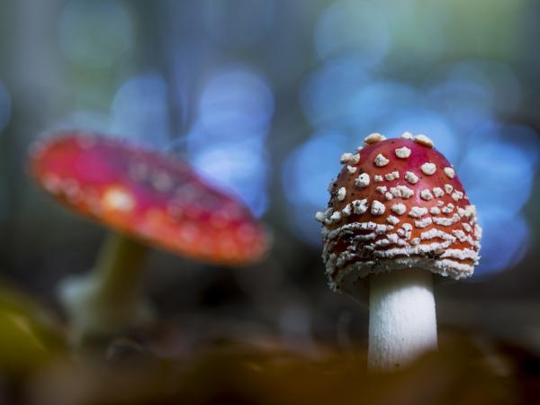 &quot;Mesegombák&quot;