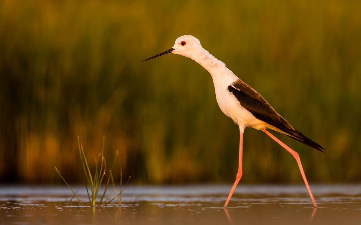 Szakolczai Krisztina