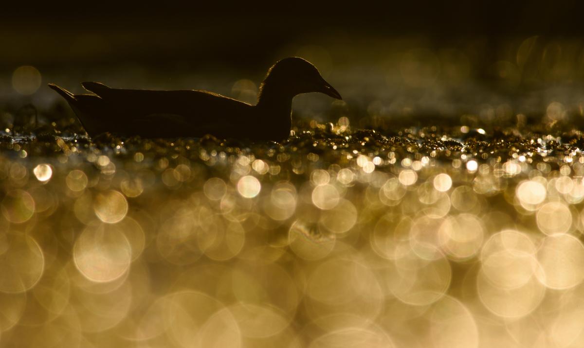 Szakolczai Krisztina