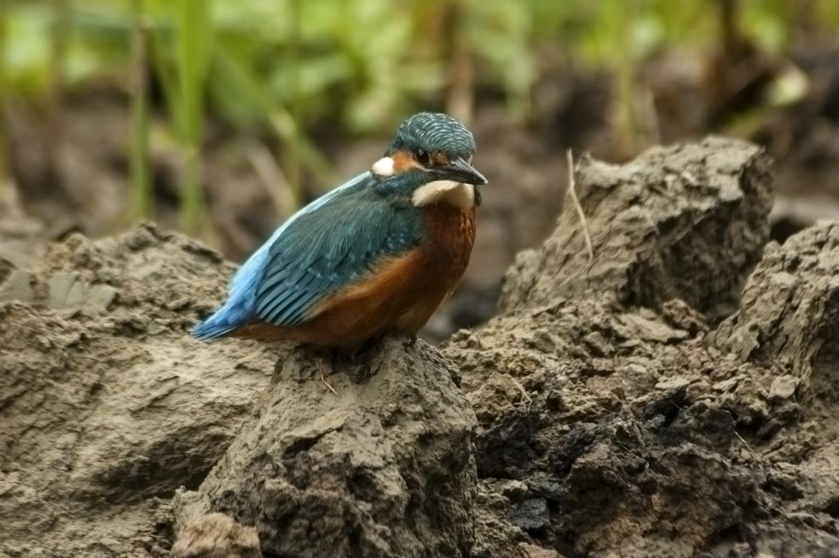 Berkesi Ágota Mirjam