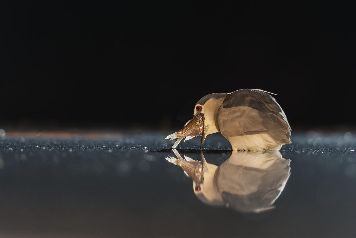 Gaál Zoltán Péter