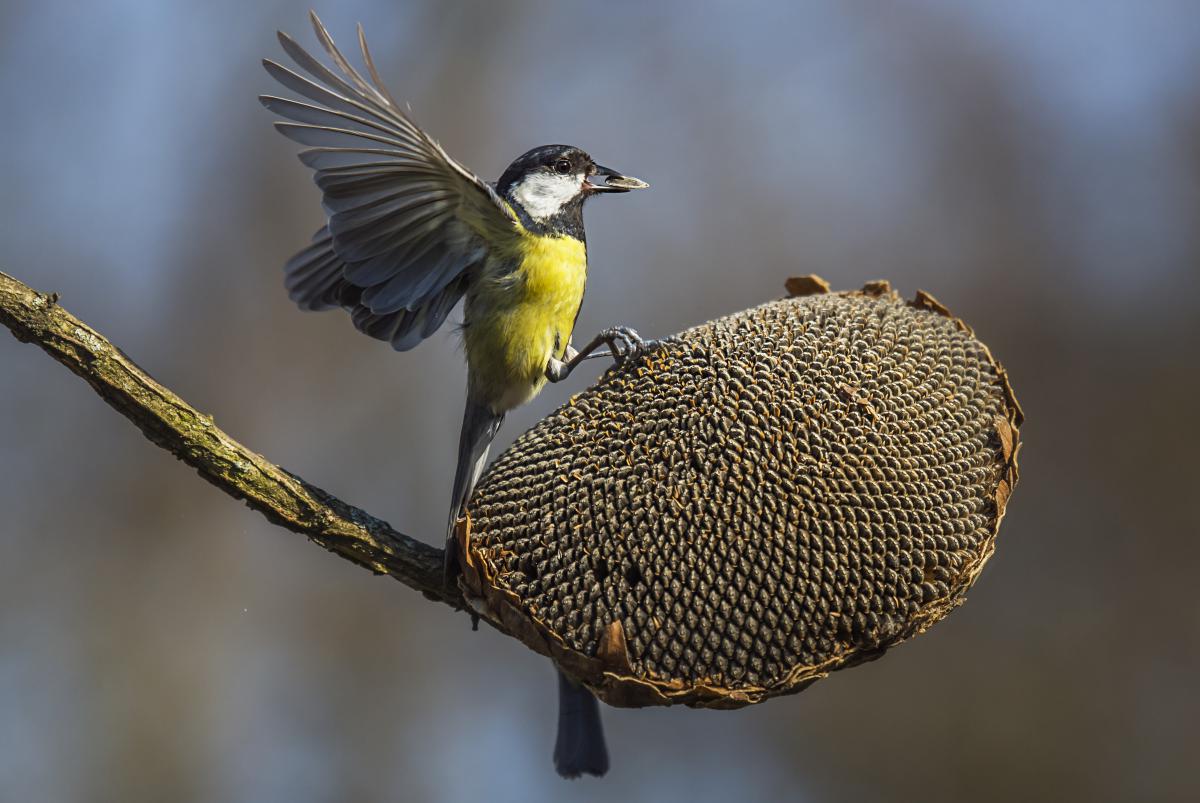 Gaál Zoltán Péter