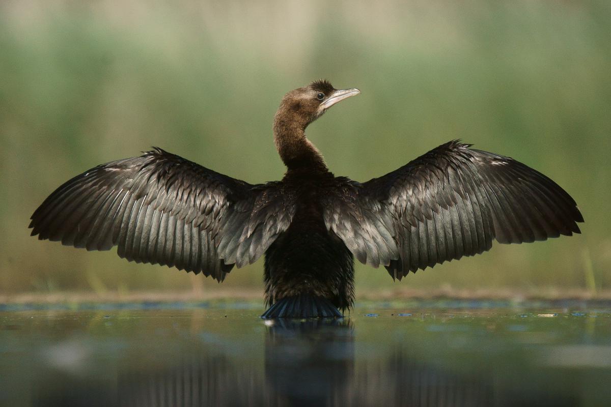 Kalmár Lajos Gábor