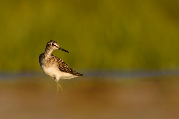 Pózoló réti cankó