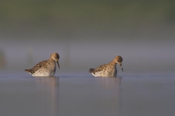 Neked sem ér le a lábad?