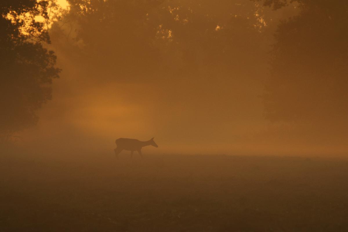 Kalmár Lajos Gábor