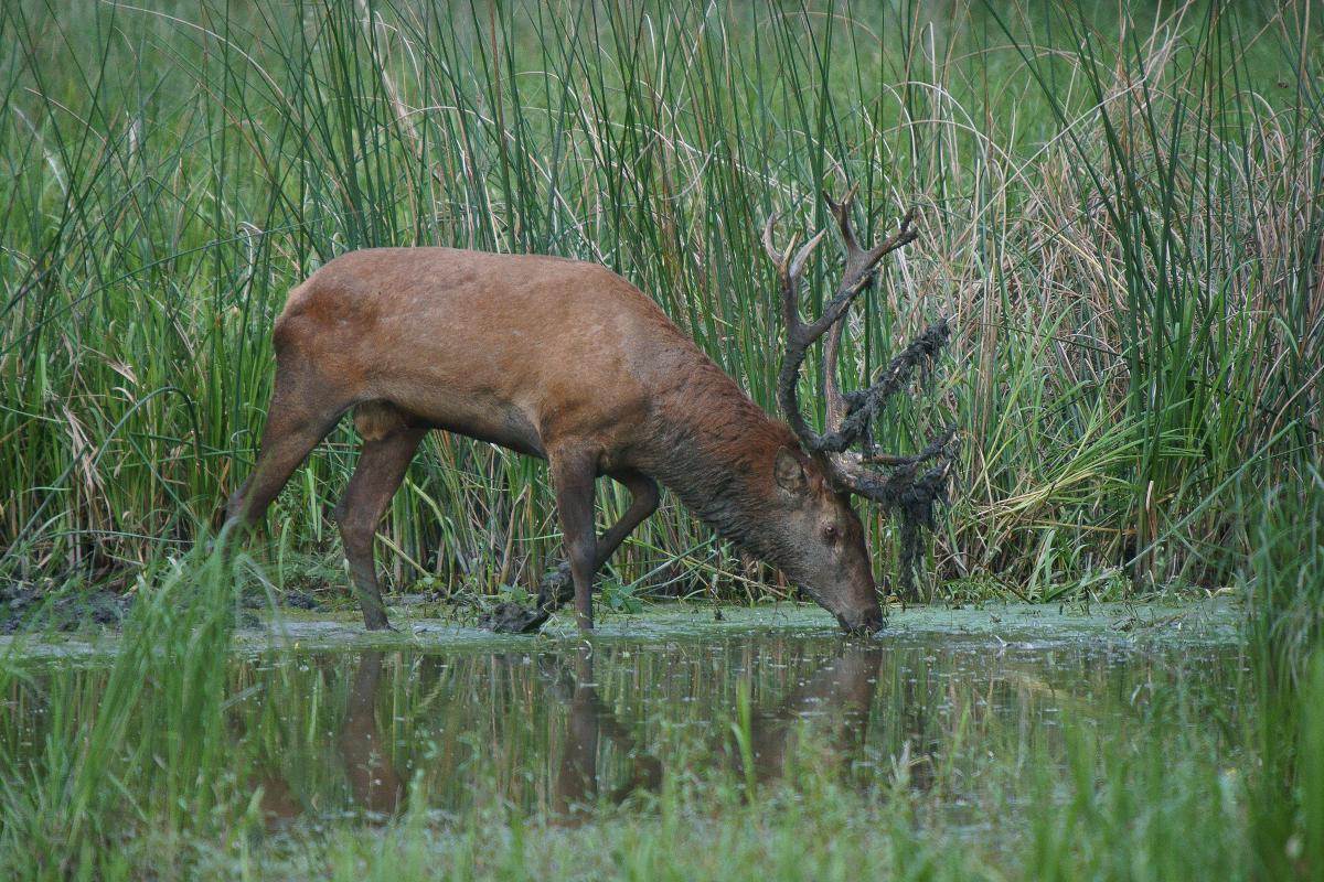 Kalmár Lajos Gábor