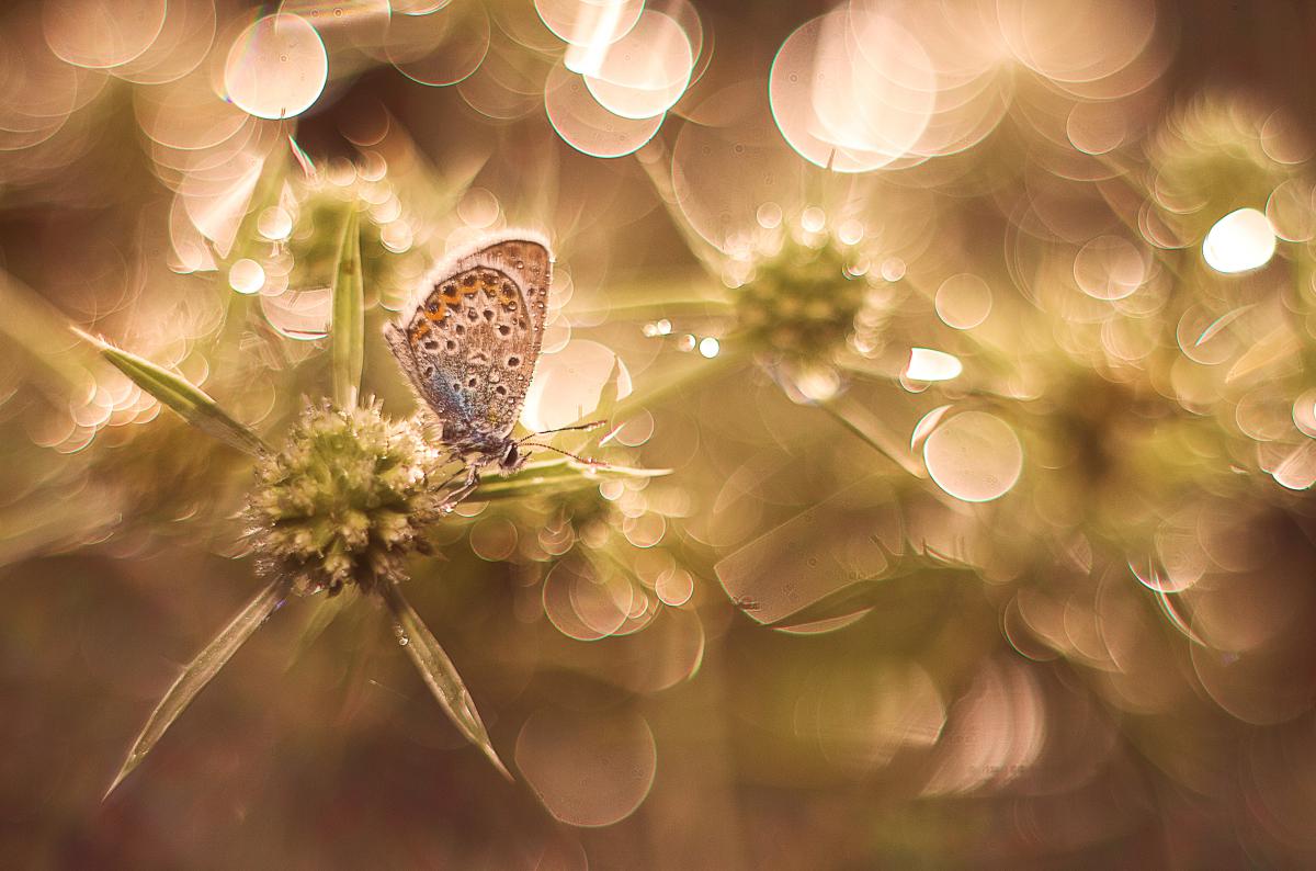 Erdélyiné Csorba Edit