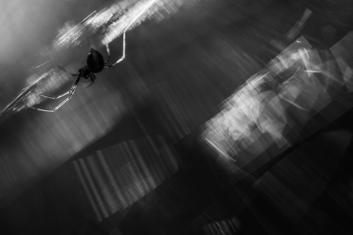 Darányiné Bakos Éva