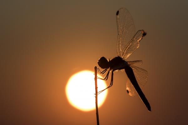A napkelte hírnöke