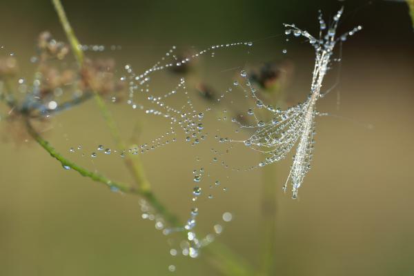 A gyöngysor elszakadt