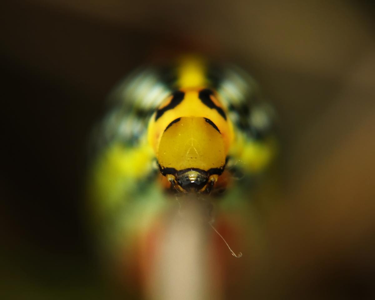 Koncz-Bisztricz Tamás