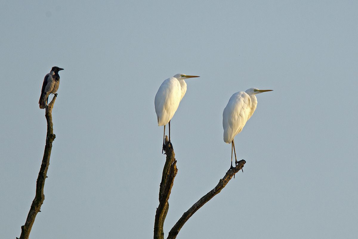 Bernáth Sándor dr.
