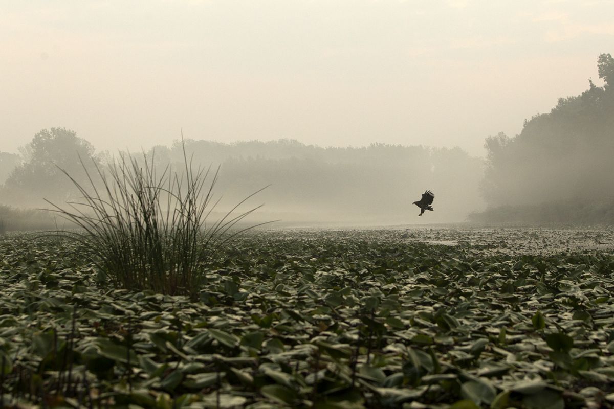 Bernáth Sándor dr.