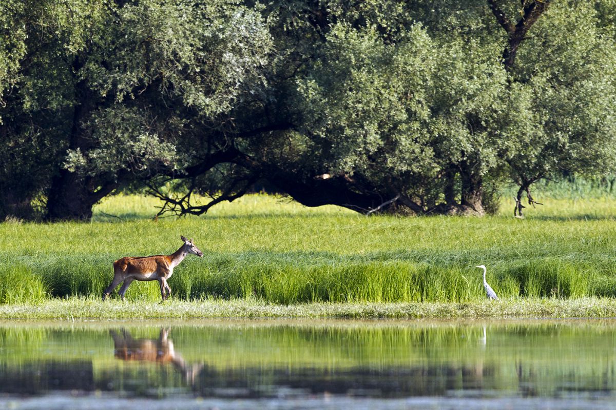 Bernáth Sándor dr. 
