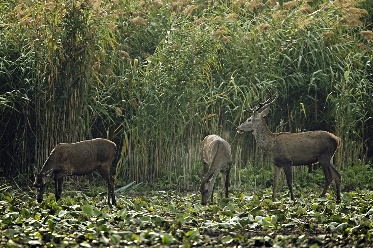 Bernáth Sándor dr. 