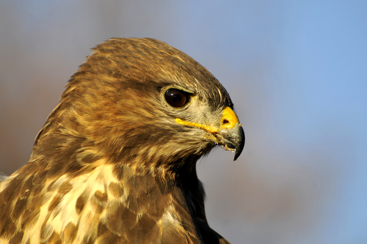 Gaál Zoltán Péter