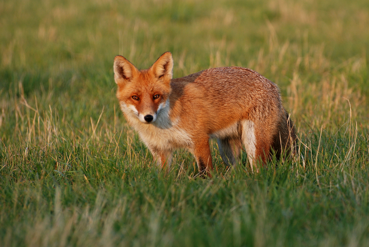 Gaál Zoltán Péter
