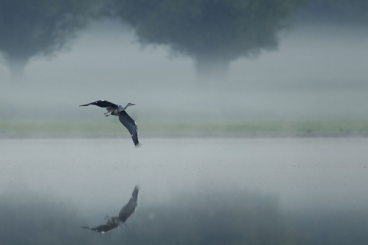 Bernáth Sándor dr. 