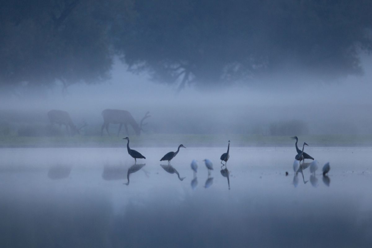 Bernáth Sándor dr. 
