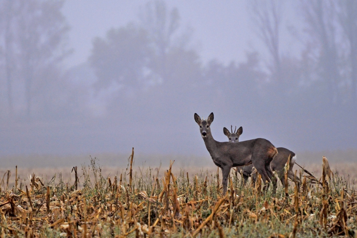 Gaál Zoltán Péter