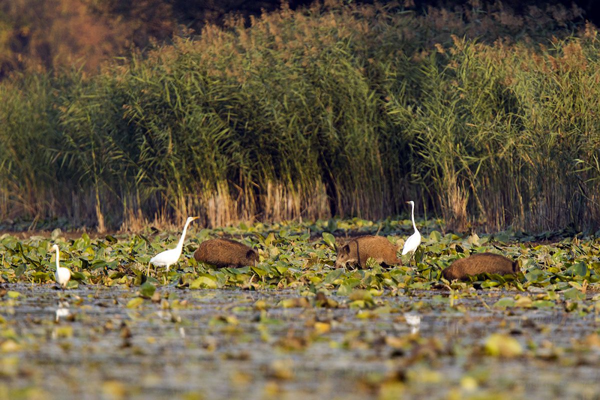 Bernáth Sándor dr. 