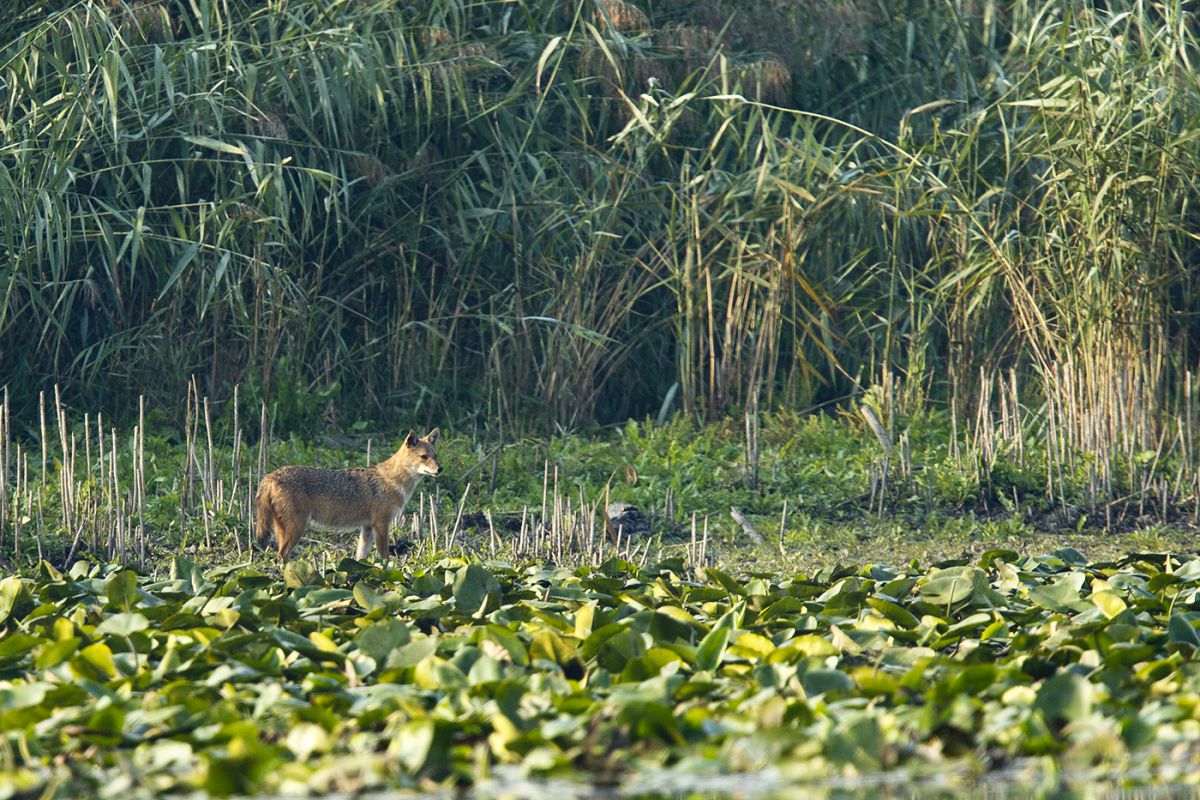 Bernáth Sándor dr. 