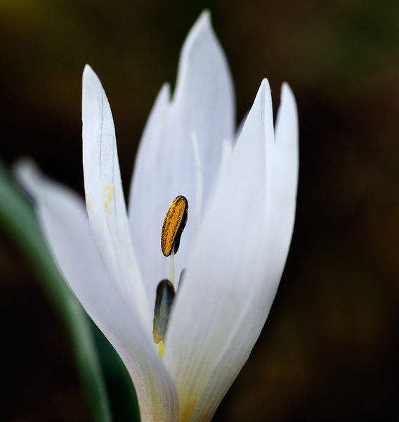 Colchicum hungaricum Janka, 1867