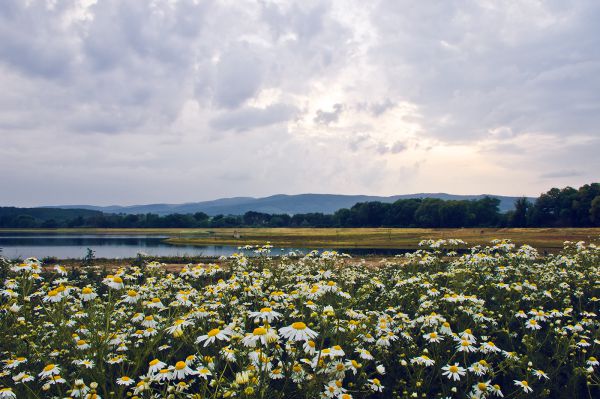 Virágtenger a tározónál