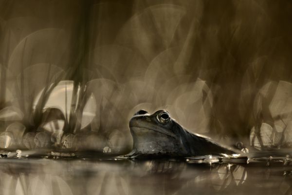 ANP04 - Egy béka világában