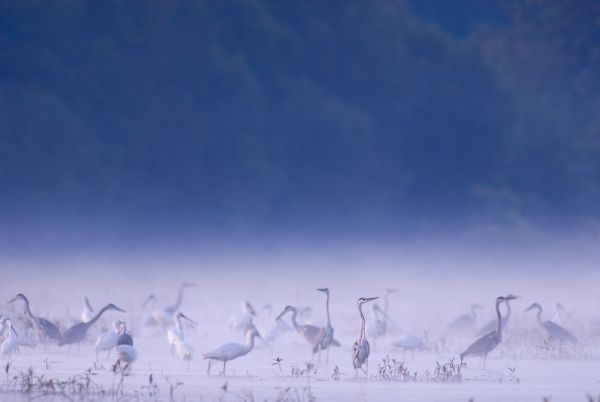Ködös hajnali halászat