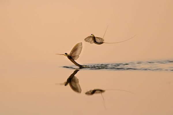 ANP03 - Kötelékben