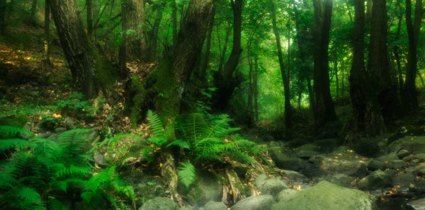 ANP08 - Zempléni erdők mélyén