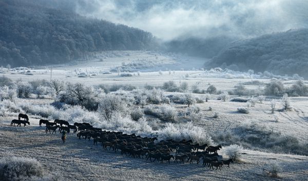 ANP09 - Reggel a hucul lovakkal