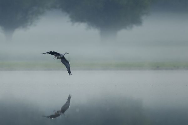 Magányos szárnyalás