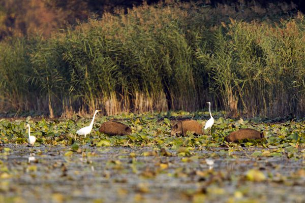 Békés egymás mellett élés
