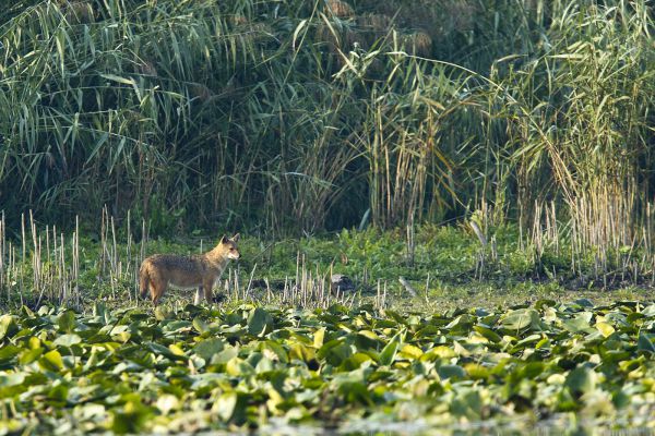 Portyán a toportyán