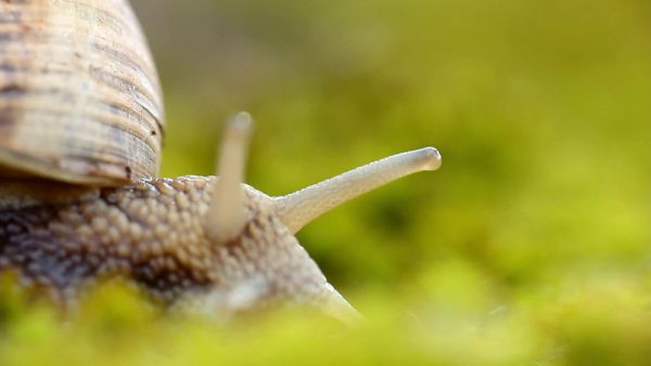 Lakmározó éticsiga