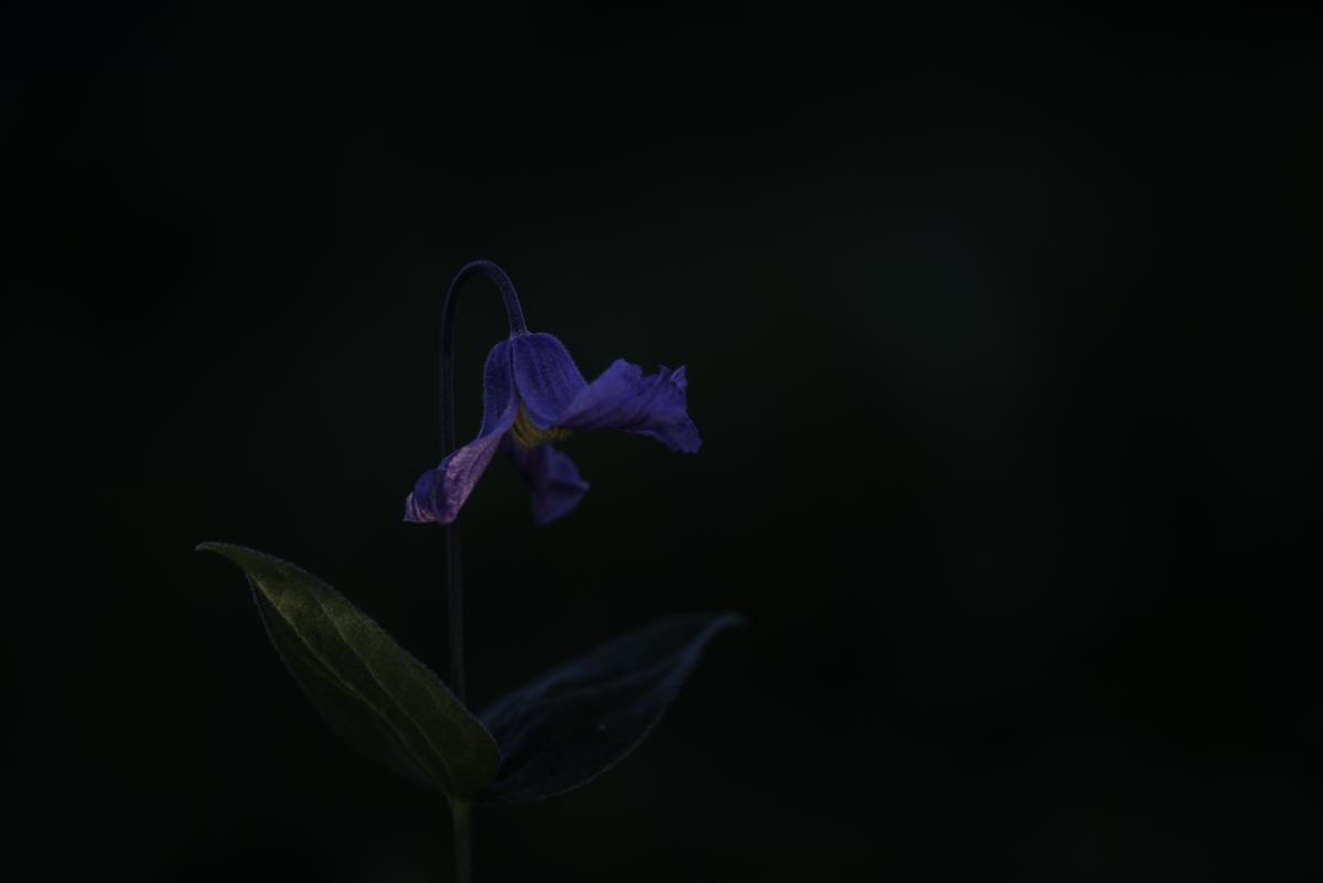 Darányiné Bakos Éva