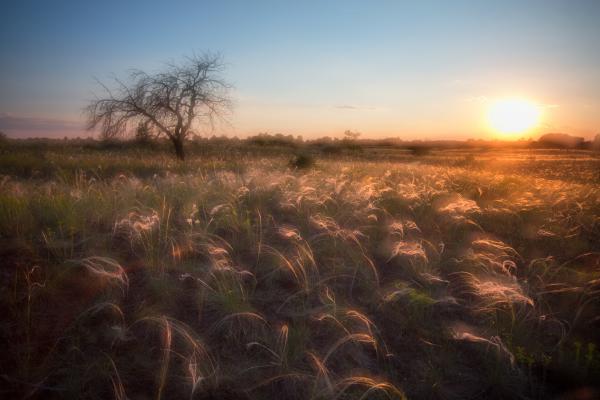 Alkony a homokdombon