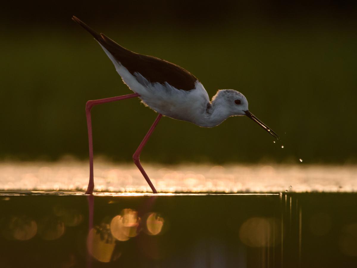 Szakolczai Krisztina