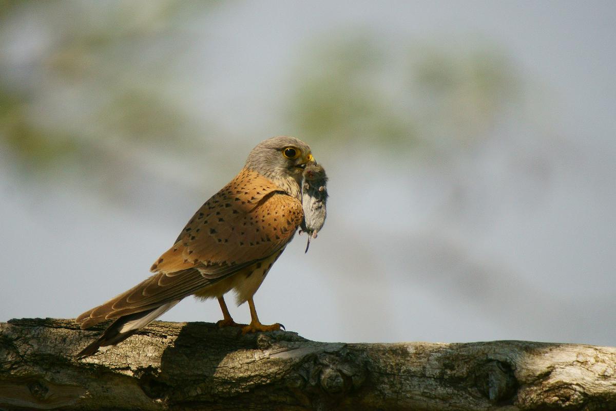Kalmár Lajos Gábor