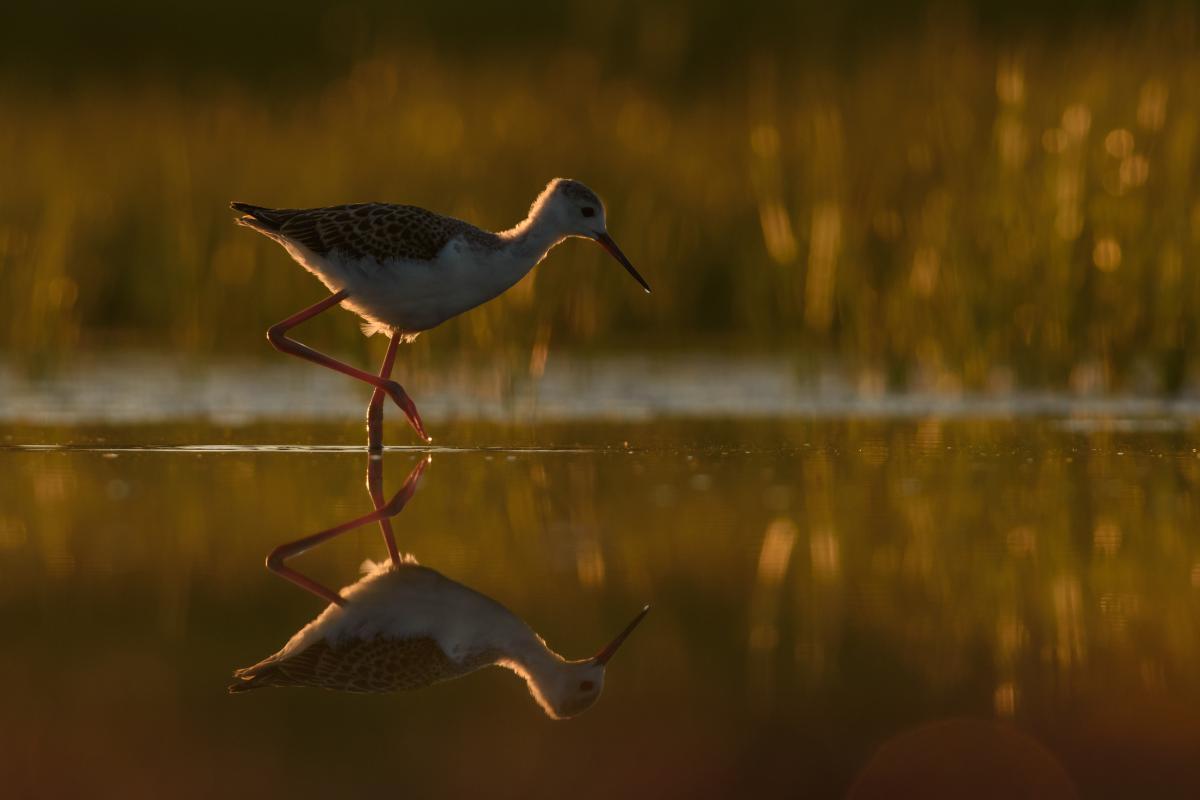 Szakolczai Krisztina