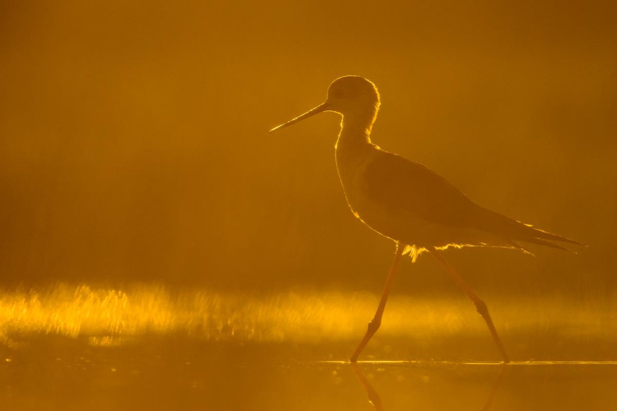 Szakolczai Krisztina